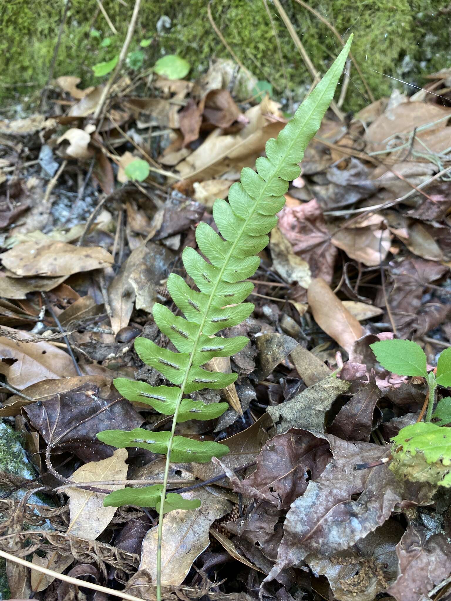 Sivun Blechnum occidentale L. kuva