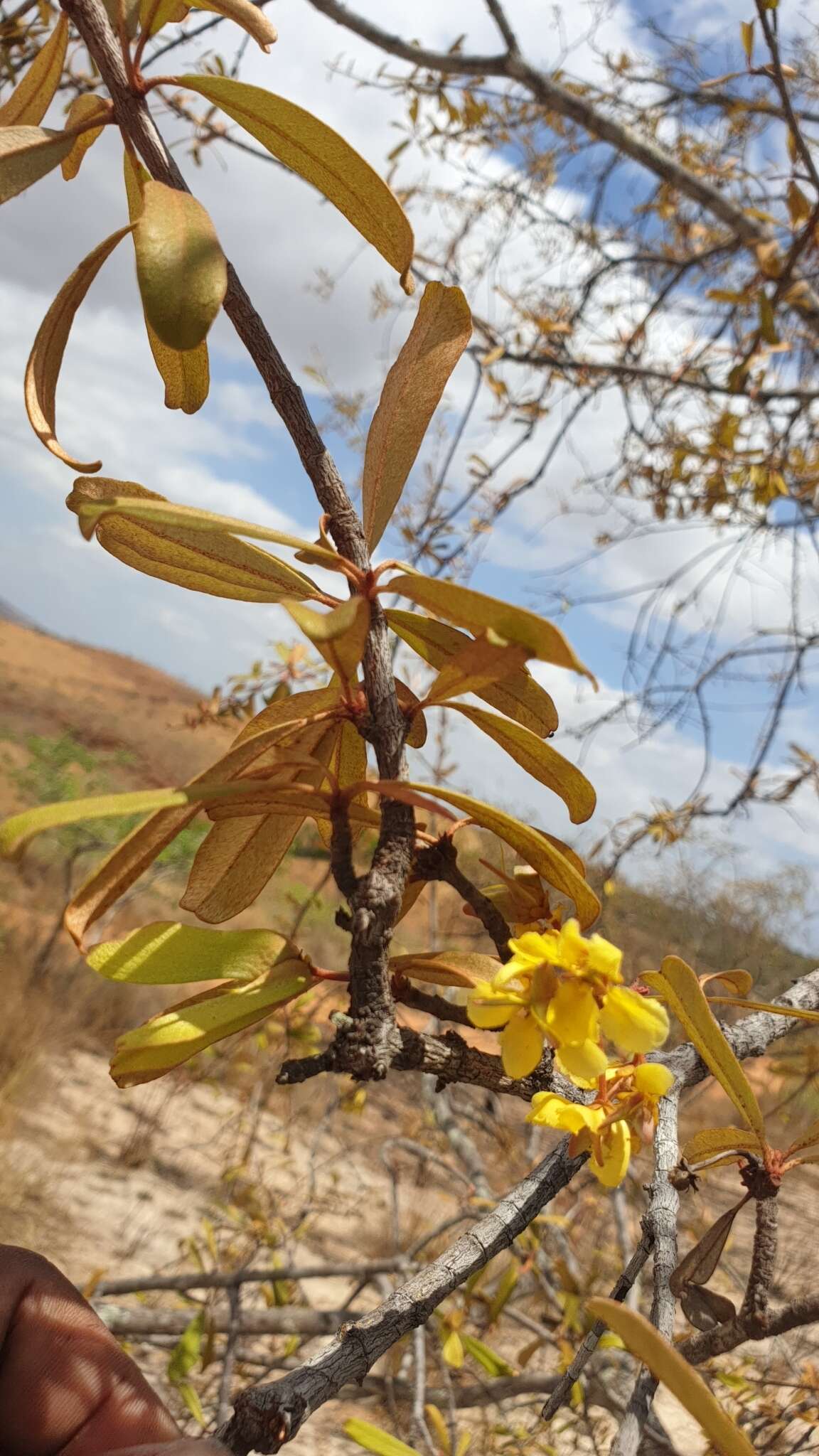 Acridocarpus excelsus A. Juss.的图像