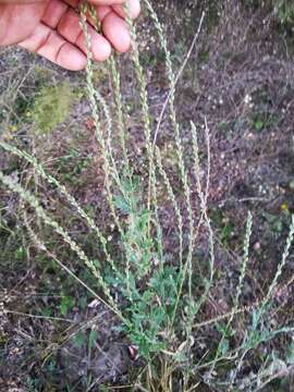 Image of Clover's vervain