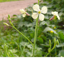 Image of wild radish