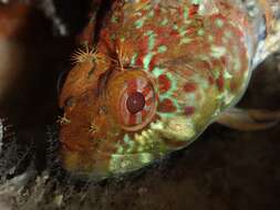 Gilloblennius abditus Hardy 1986 resmi