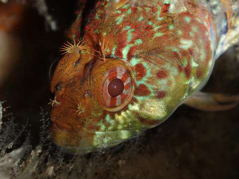 Image of Obscure triplefin