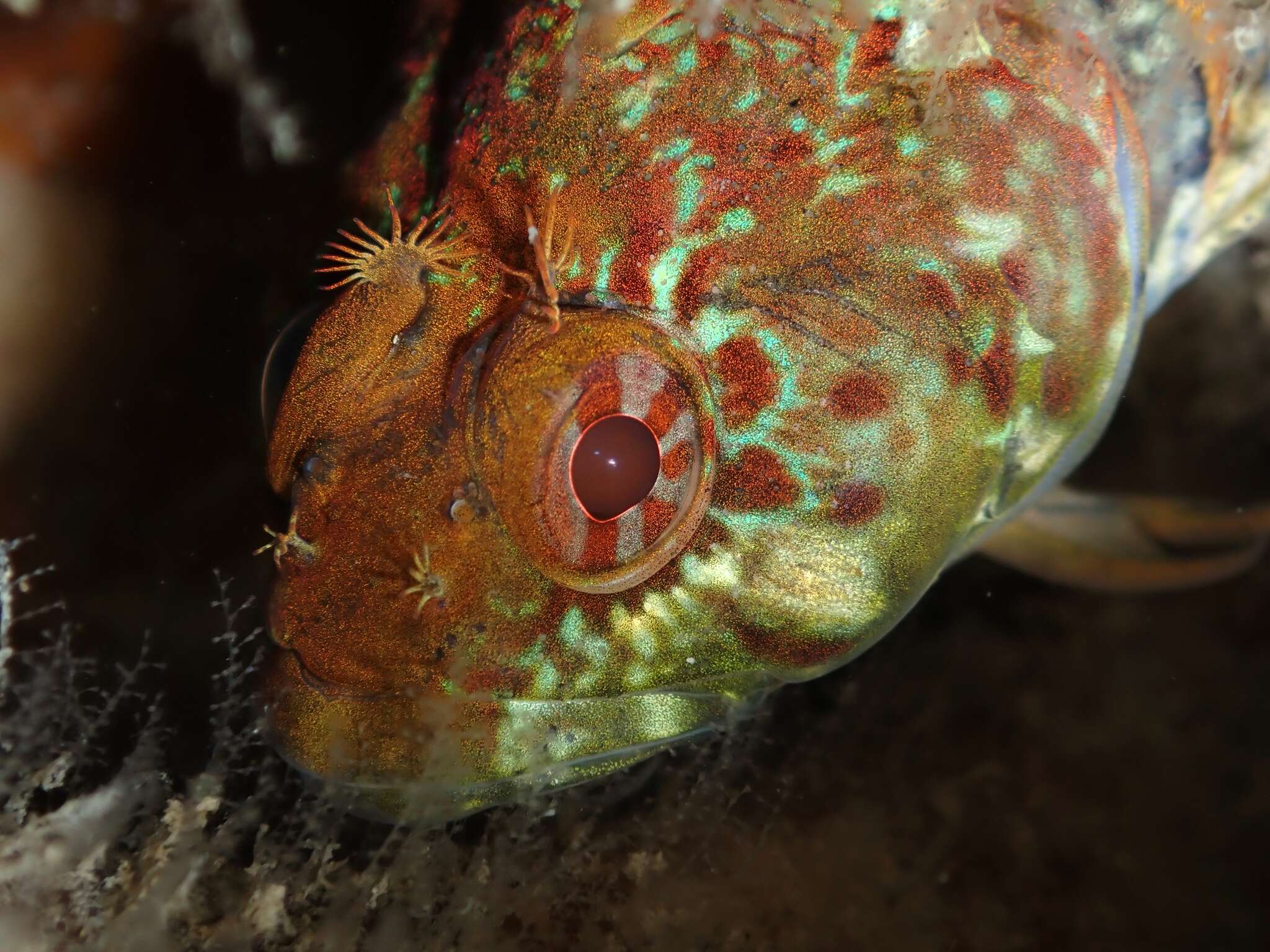 Gilloblennius abditus Hardy 1986 resmi