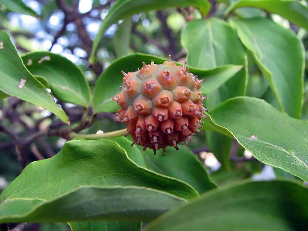 Image of Chinese dogwood