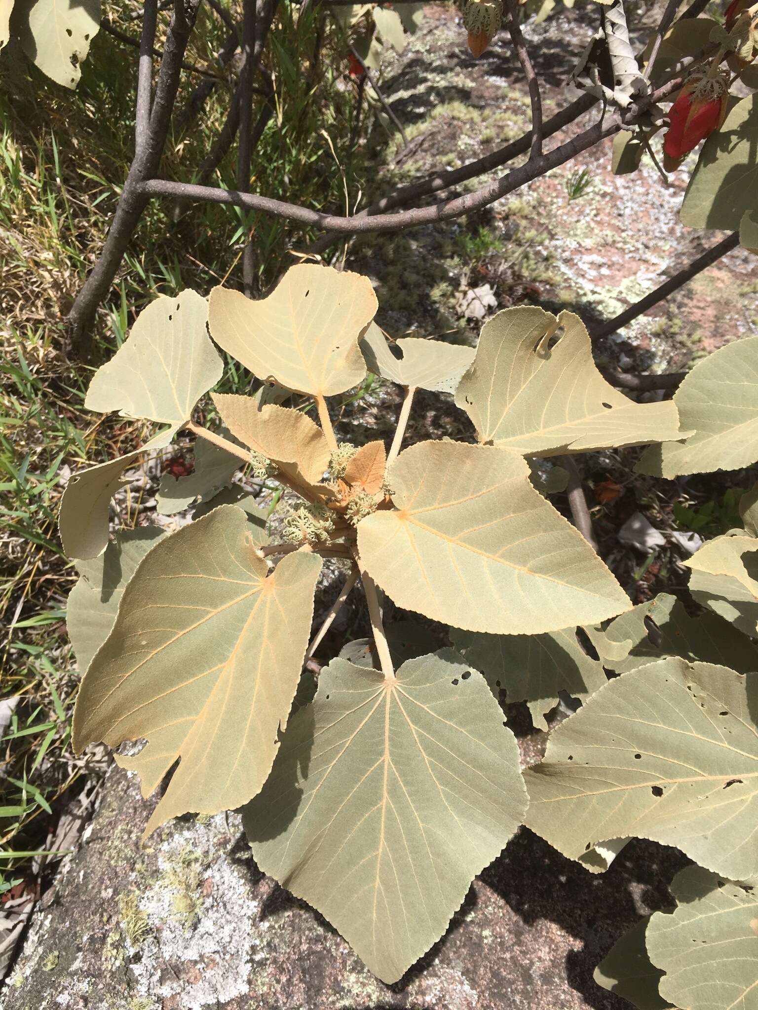 Image of Andringitra macrantha (Baker) Skema