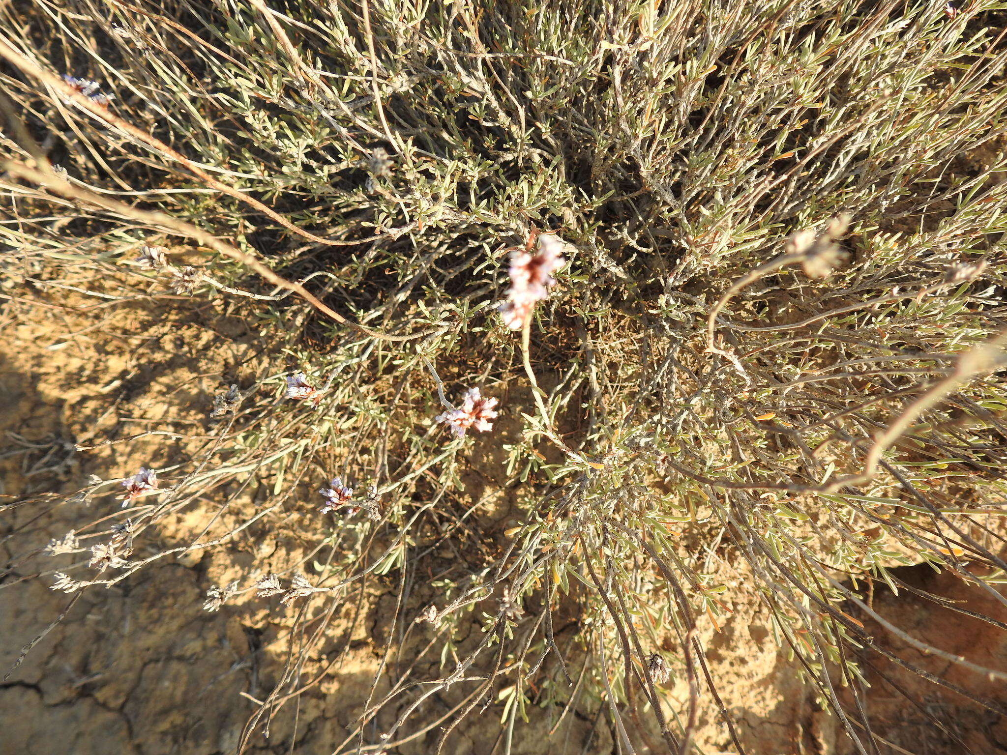 Sivun Limonium suffruticosum (L.) Kuntze kuva