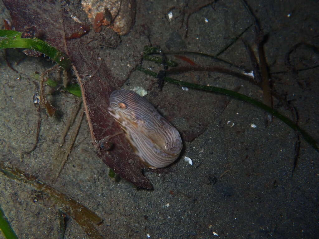 Image of Continuous-finned liparid