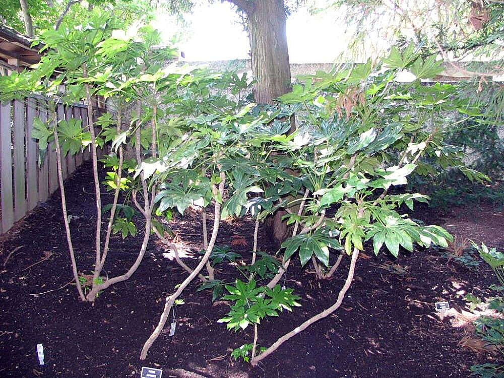 Image of fatsia