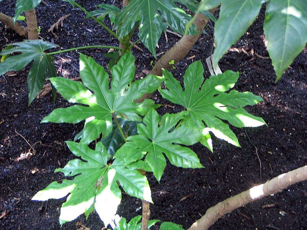 Image of fatsia