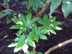 صورة Fatsia