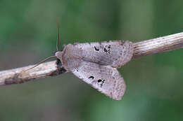 Image of black-spot chestnut