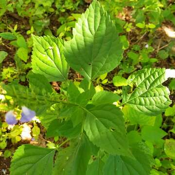 Image of Salvia languidula Epling