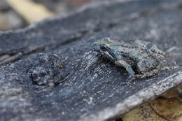 Image of Beeping Froglet