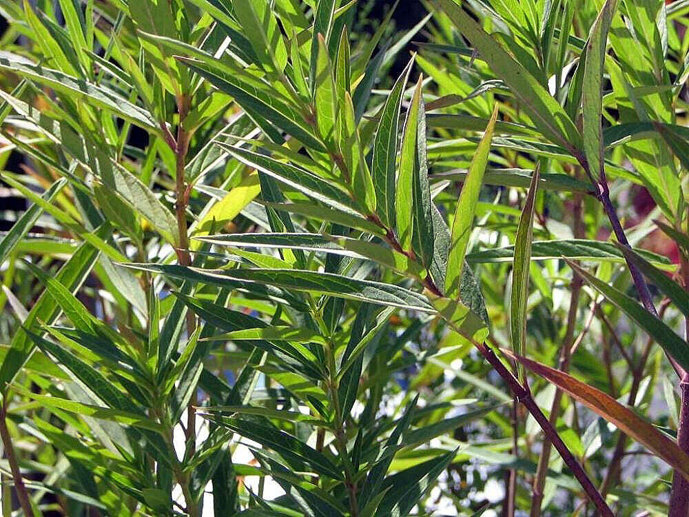 Image of swamp milkweed