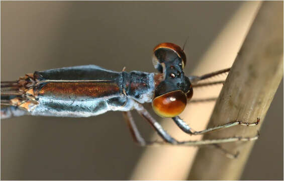 Image of Austrosticta Tillyard 1908