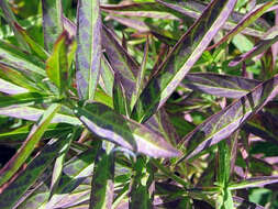 Image of swamp milkweed