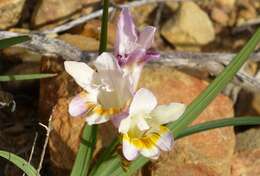 Plancia ëd Freesia fucata J. C. Manning & Goldblatt