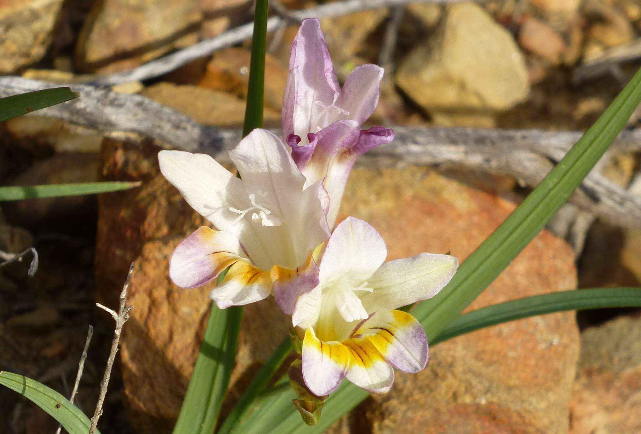 Image of Freesia fucata J. C. Manning & Goldblatt