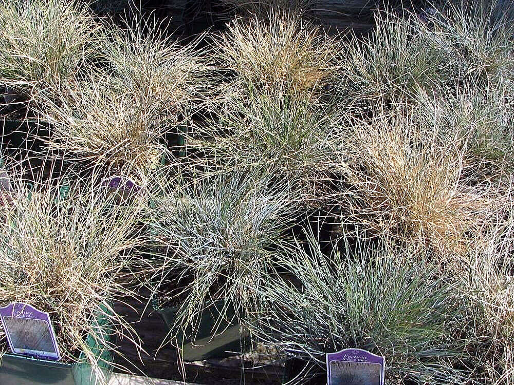 Слика од Festuca glauca Vill.