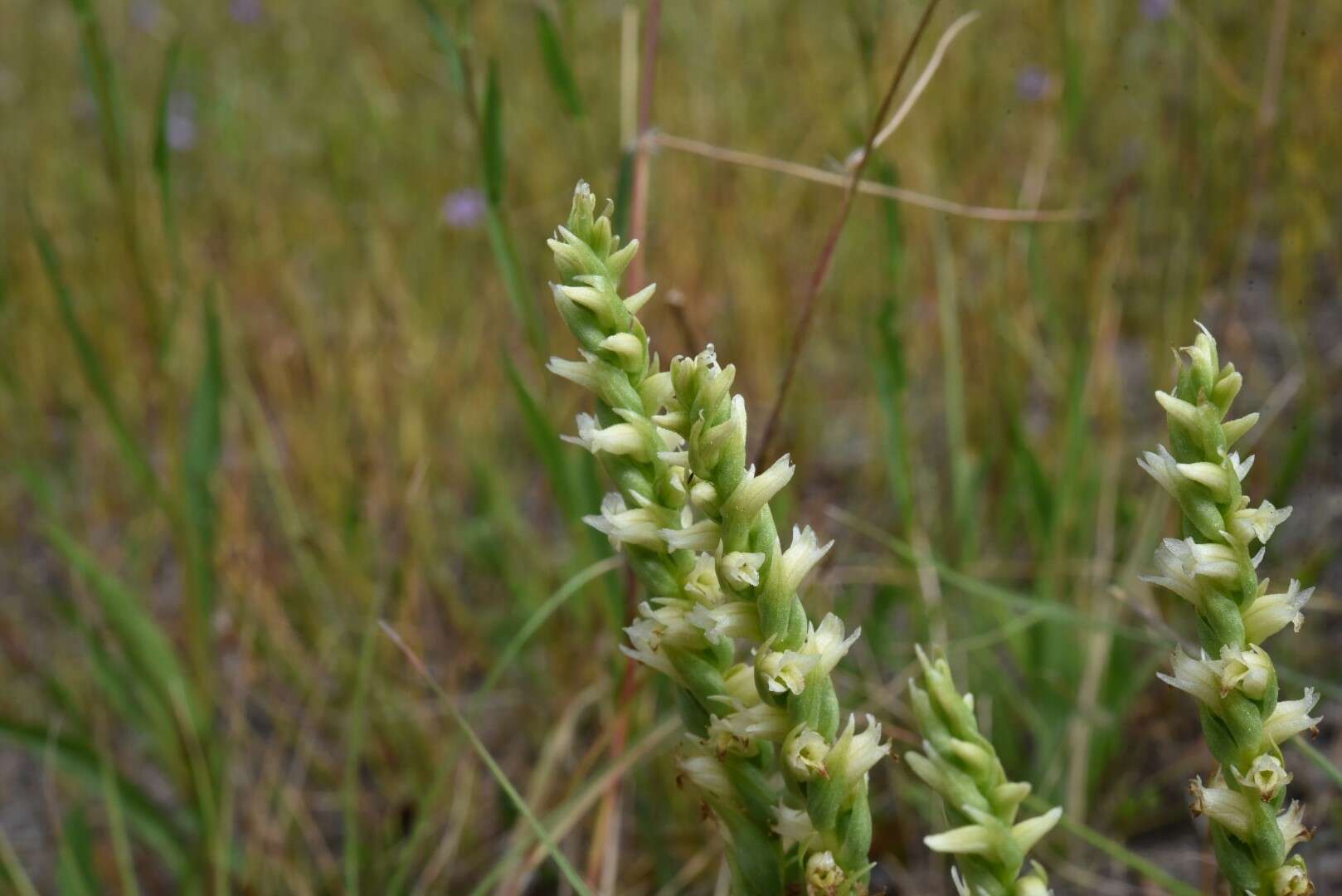 Spiranthes stellata P. M. Br., Dueck & K. M. Cameron resmi