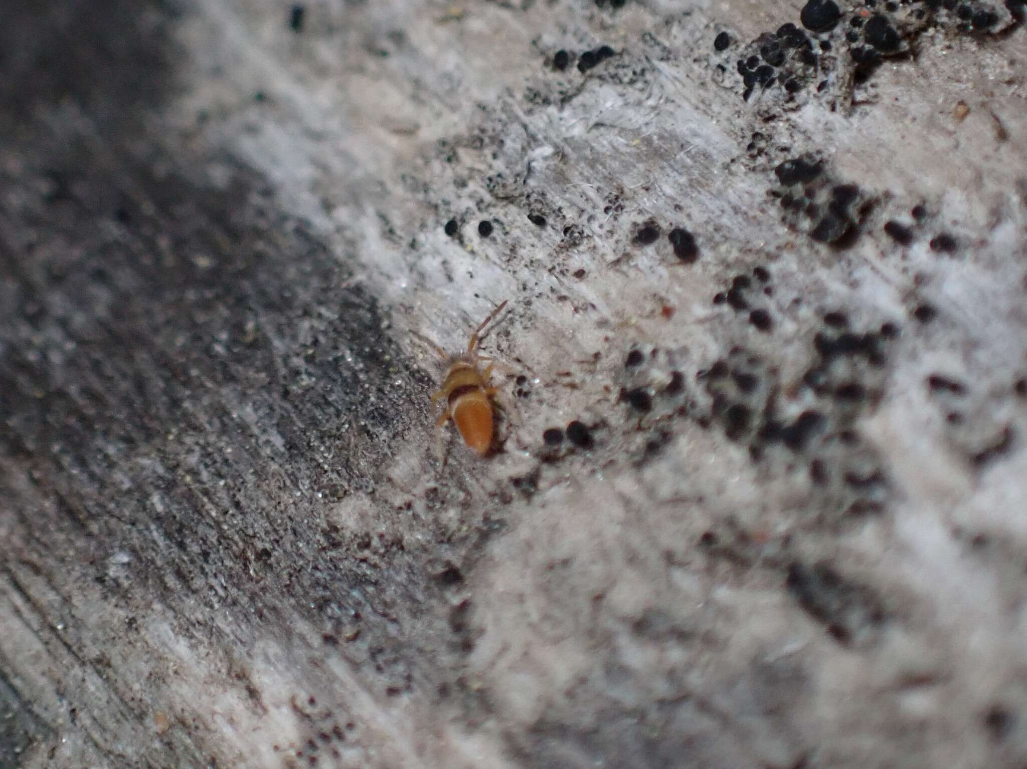 Image of Springtail