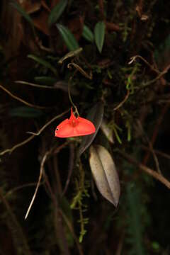 Image of Masdevallia racemosa Lindl.