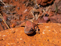 صورة Tympanocryptis centralis Sternfeld 1925