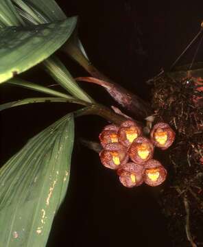 Image of Peristeria pendula Hook.