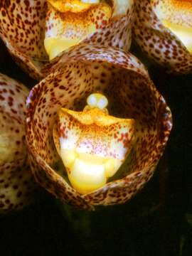 Image of Dove orchids