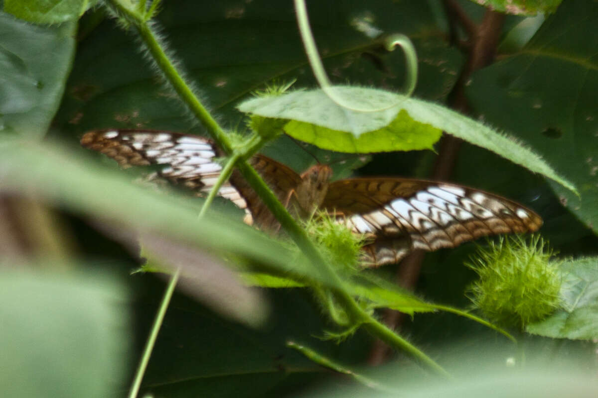 Imagem de Parthenos sylvia apicalis