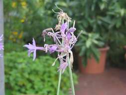 Tulbaghia violacea Harv. resmi