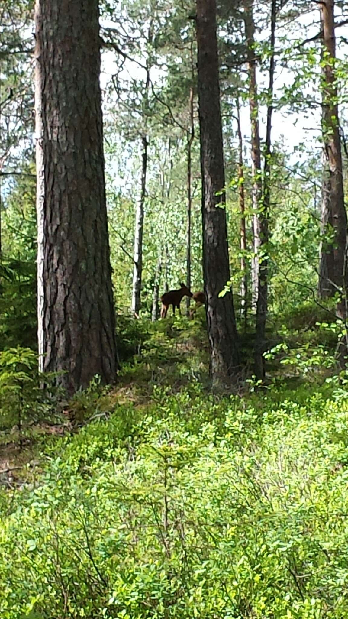 Image of Elk