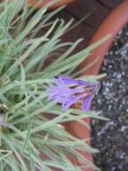 Tulbaghia violacea Harv. resmi