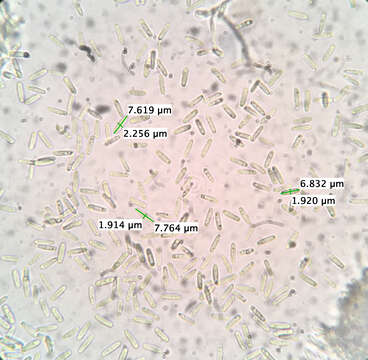 صورة Paramyrothecium roridum (Tode) L. Lombard & Crous 2016