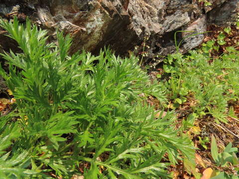 Image of Boreal Sagebrush