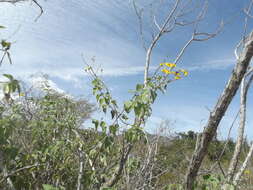 صورة Bahiopsis tomentosa (A. Gray) E. E. Schill. & Panero