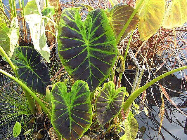 Image of Wild Taro