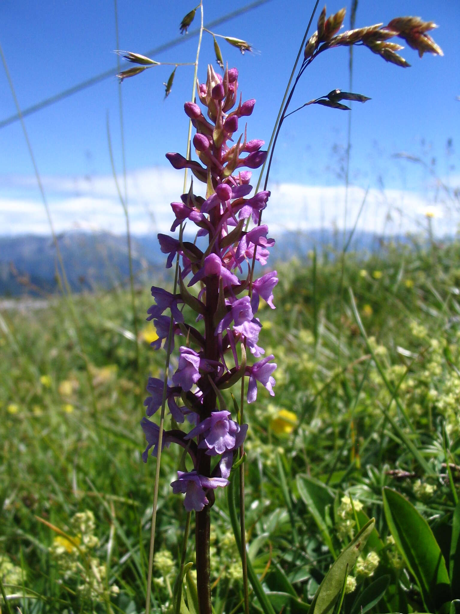 Image of fragrant orchid