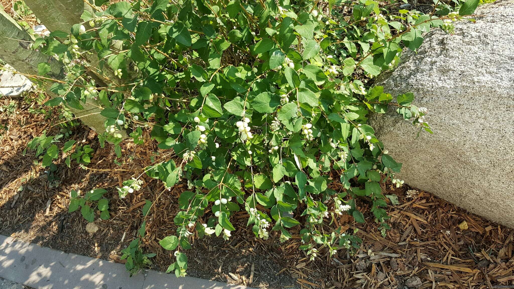 Image of creeping snowberry