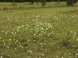 Image of Snowdrop Anemone