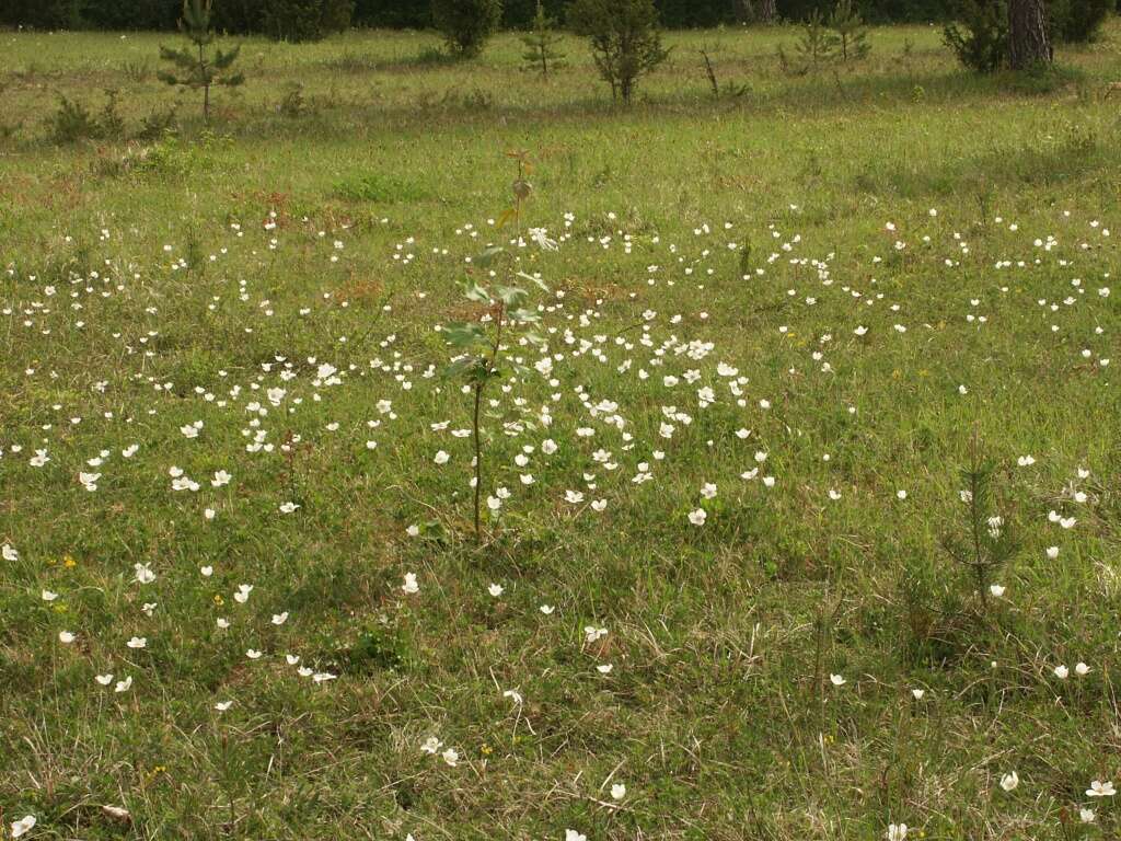 Image of Snowdrop Anemone