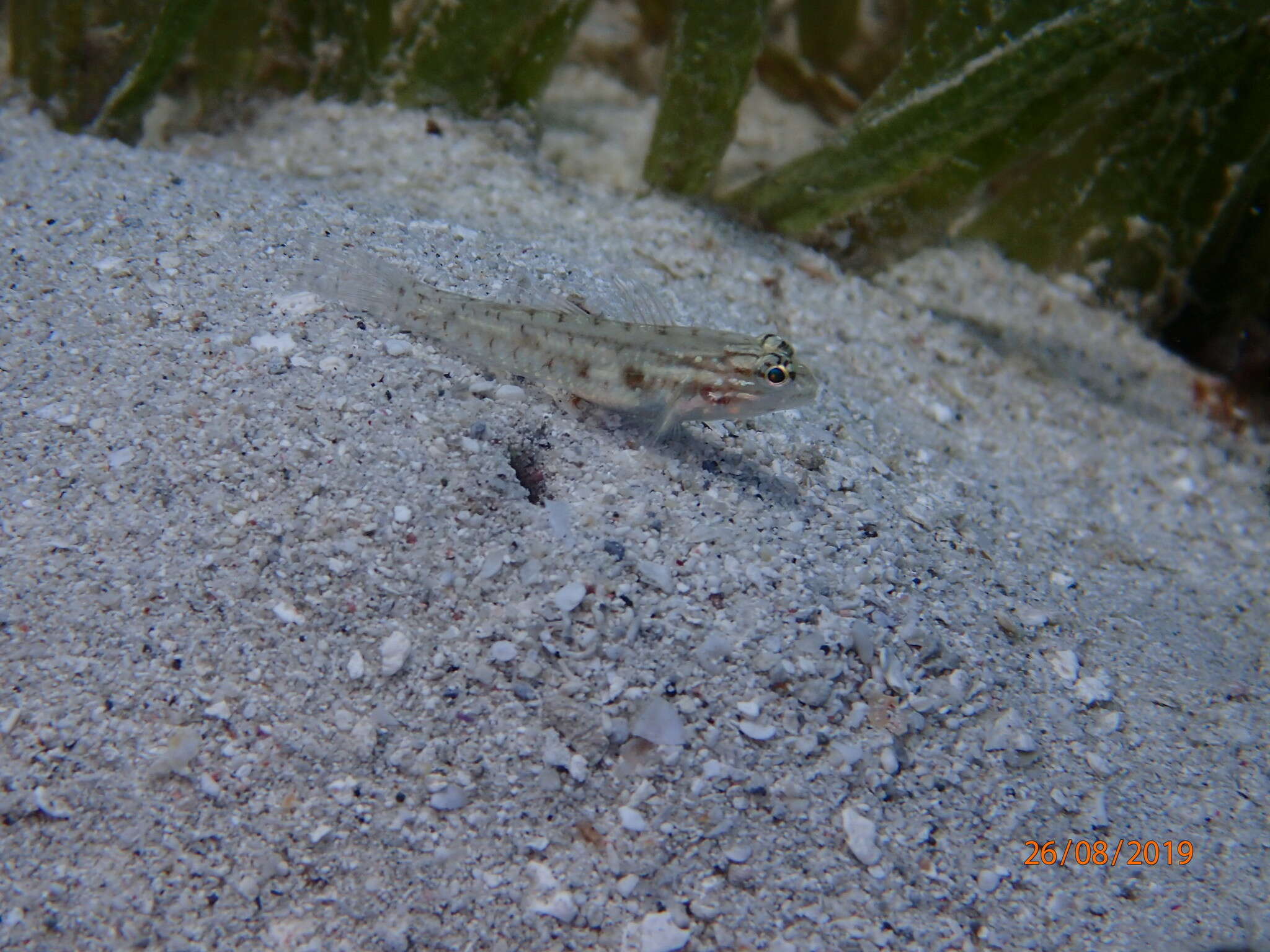 Image of Bridled Goby