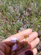 Imagem de Rhexia salicifolia Kral & Bostik