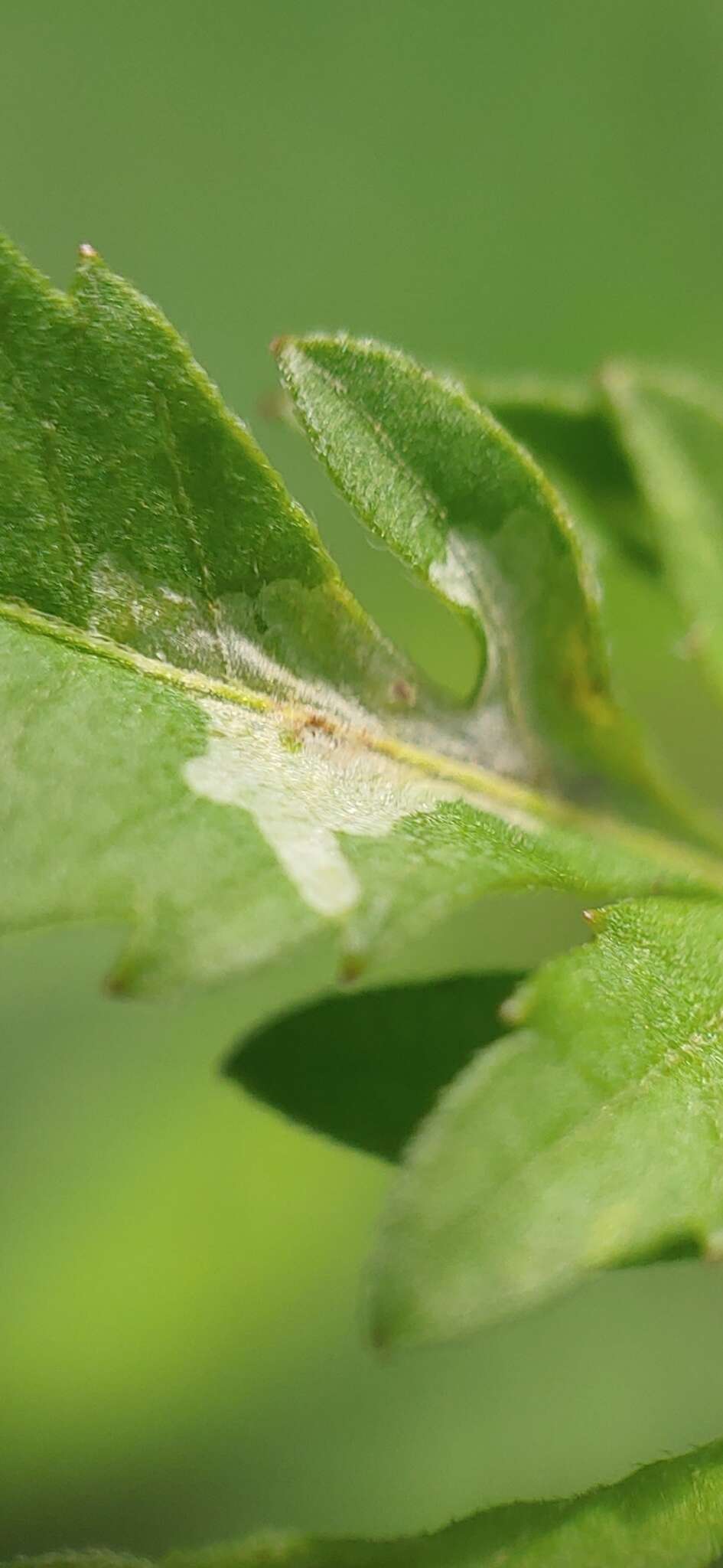 Image of Calycomyza platyptera (Thomson 1869)