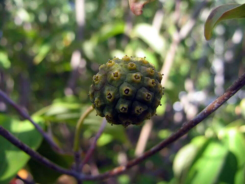 Image of Chinese dogwood