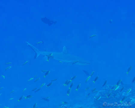 Image of Gray Reef Shark