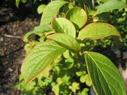 Image of Japanese stewartia