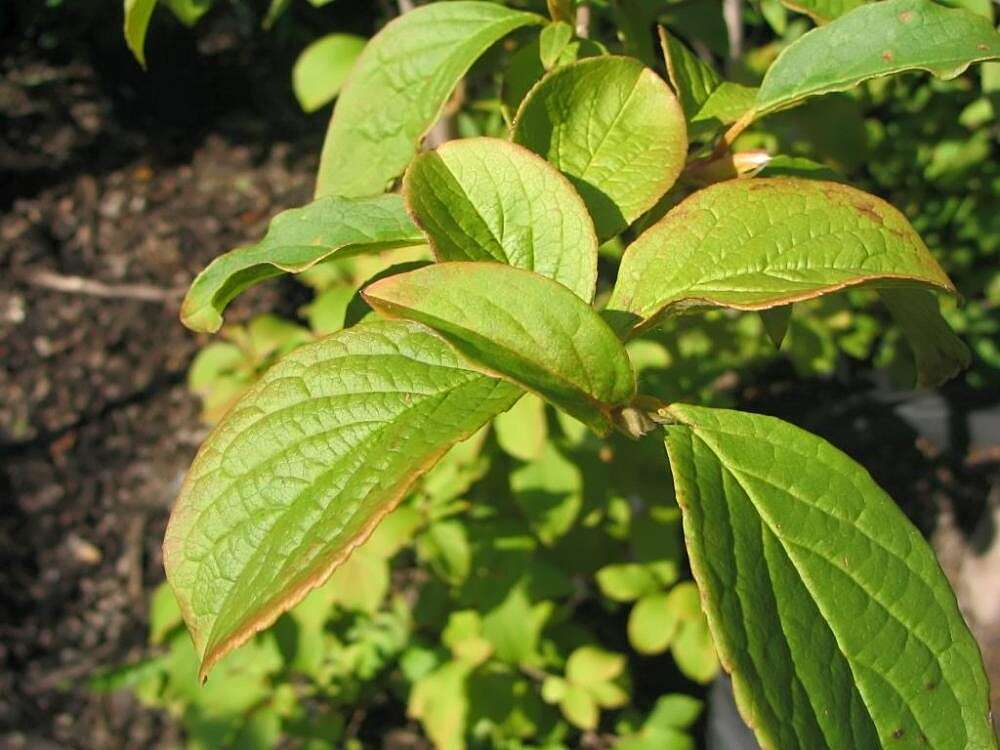 Imagem de Stewartia pseudocamellia Maxim.