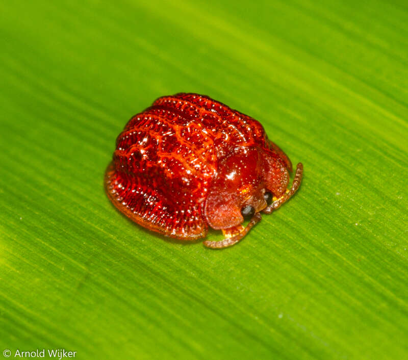 Image of Spaethiella coccinea (Boheman 1850)