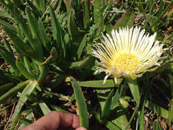 Imagem de Carpobrotus edulis (L.) N. E. Br.